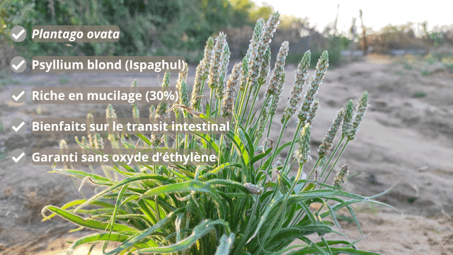 Plantain des indes plantago ovata psyllium blond bio